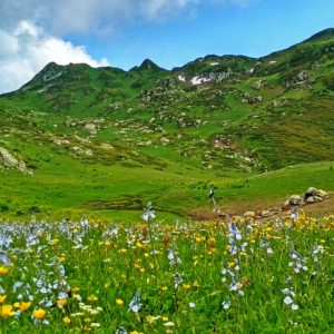 Роза хутор бзерпинский карниз