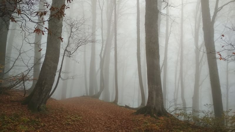 Буковый лес в тумане после дождя